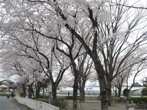 児童公園の桜反対側からのコピー.jpg