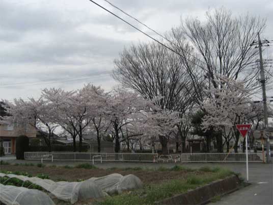児童公園入口の桜のコピー.jpg