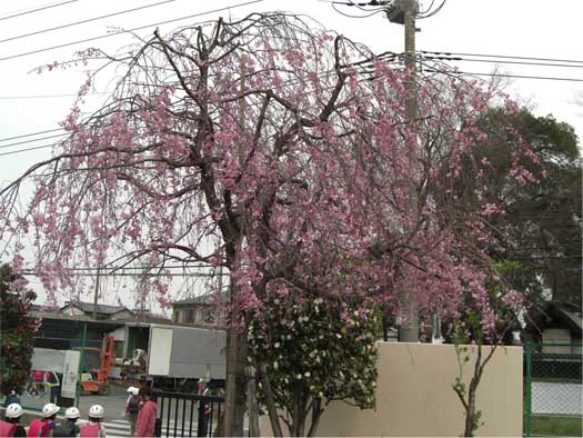 学校の枝垂桜のコピー.jpg