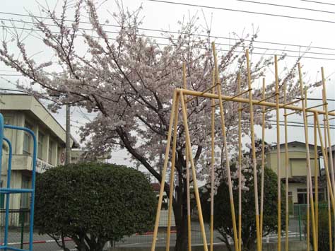 学校の桜のコピー.jpg