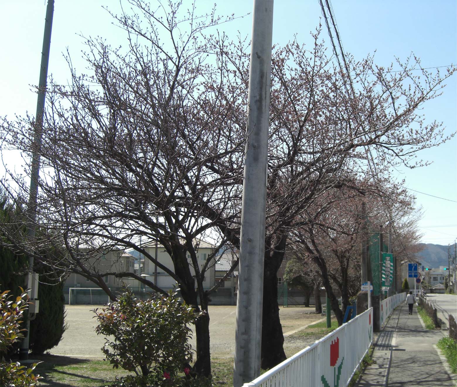 小学校の桜のコピー.jpg