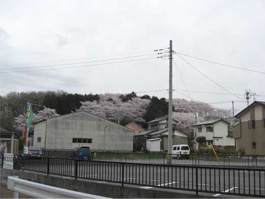 神社の桜のコピー.jpg