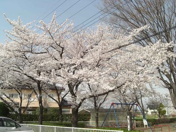 児童公園の桜.jpg