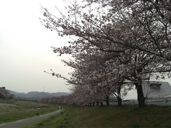 千本桜上流方向4，10.jpg
