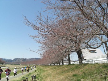 千本桜上流方向のコピー.jpg
