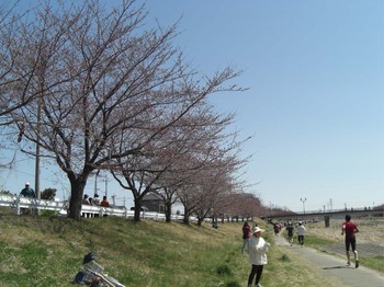 千本桜下流方向のコピー.jpg