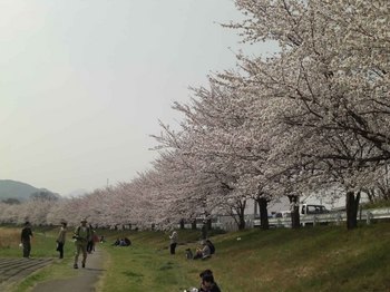 千本桜１.jpg