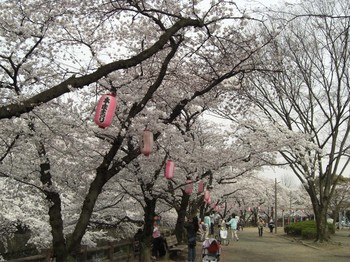 若泉公園の桜を楽しむ人々.jpg